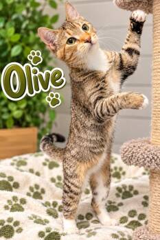Olive -  Domestic Long Hair Cat for Adoption in Dalton, Georgia - Olive | PetCurious