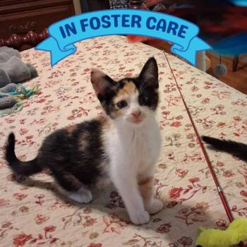 Domestic Short Hair Cats Available for Adoption in Tallahassee, Florida - HAZELNUT | PetCurious