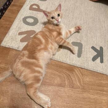 Domestic Short Hair Cats Available for Adoption in Tallahassee, Florida - Willow FKA Lila Parks (FELV+) | PetCurious