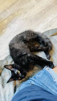 Potato -  Domestic Medium Hair Cat for Adoption in Dallas, Texas - Potato | PetCurious