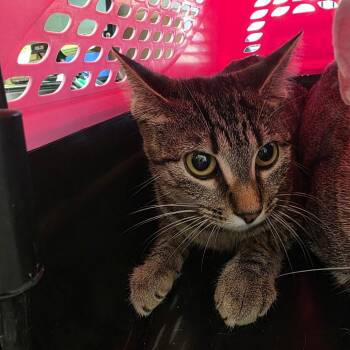Sushi -  Domestic Short Hair Cat for Adoption in Chattanooga, Tennessee - Sushi | PetCurious