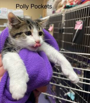 Polly Pocket -  Tabby and Extra Toes Cat Hemingway Polydactyl Cat for Adoption in Wyandotte, Michigan - Polly Pocket | PetCurious