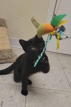 Domestic Short Hair Cats Available for Adoption in Sandusky, Ohio - NUBBINS | PetCurious