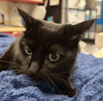 Layla -  Domestic Short Hair Cat for Adoption in Golden, Colorado - Layla | PetCurious
