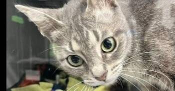 Estee -  Domestic Short Hair Cat Available for Adoption in Dayton, Minnesota - Estee | PetCurious