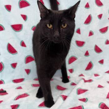 Tank -  Domestic Short Hair Cat for Adoption in Valdosta, Georgia - Tank | PetCurious