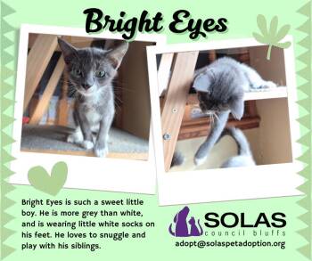 Rescue Domestic Short Hair Cats for Adoption in Council Bluffs, Iowa - Bright Eyes  --  (dd) | PetCurious
