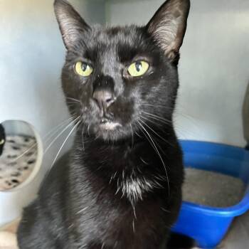 Domestic Short Hair Cats Available for Adoption - Sparrow | PetCurious