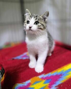 Hyacinth -  Domestic Short Hair Cat for Adoption in Novato, California - Hyacinth | PetCurious