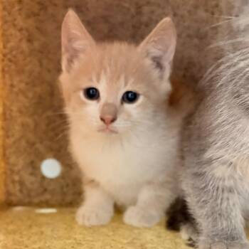 Domestic Short Hair Cats Available for Adoption in Philadelphia, Pennsylvania - Archie Alf | PetCurious