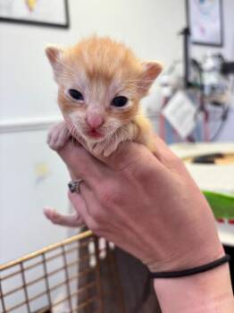 Koa -  Domestic Short Hair Cat for Adoption in Brookings, Oregon - Koa | PetCurious