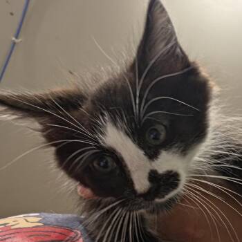 Oddie -  Domestic Long Hair Cat for Adoption in Leander, Texas - Oddie | PetCurious