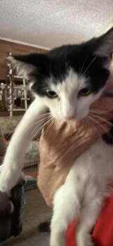 Snitch -  Tuxedo Cat for Adoption in Las Vegas, Nevada - Snitch | PetCurious