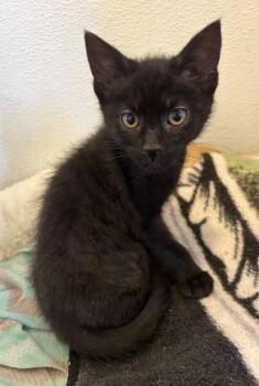 Leonardo -  Domestic Short Hair Cat for Adoption in Challis, Idaho - Leonardo | PetCurious