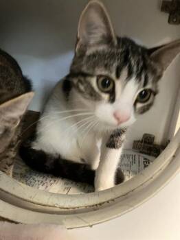 Domestic Short Hair Cats Available for Adoption in Long Beach, California - TAMMY | PetCurious