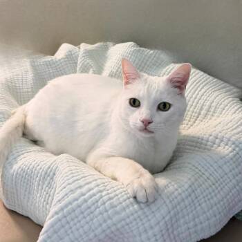 Domestic Short Hair Cats Available for Adoption in State College, Pennsylvania - Biggy Blanco | PetCurious