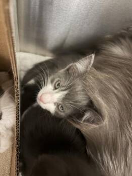 Xavier -  Domestic Short Hair Cat for Adoption in Westland, Michigan - Xavier | PetCurious