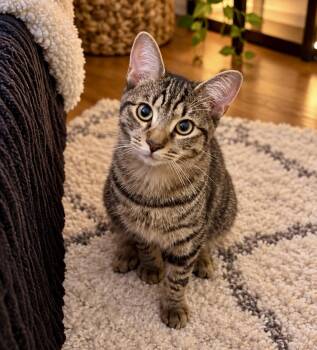 Hank -  Domestic Short Hair Cat for Adoption in Long Beach, New York - Hank | PetCurious