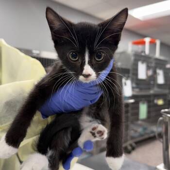 Hemlock -  Domestic Short Hair Cat for Adoption in Salt Lake City, Utah - Hemlock | PetCurious