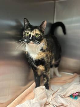 Ziva -  Domestic Short Hair Cat for Adoption in Myerstown, Pennsylvania - Ziva | PetCurious