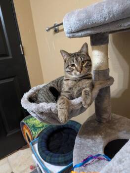Scooter #7 -  Domestic Short Hair and Tabby Cat Available for Adoption in Westfield, Wisconsin - Scooter #7 | PetCurious