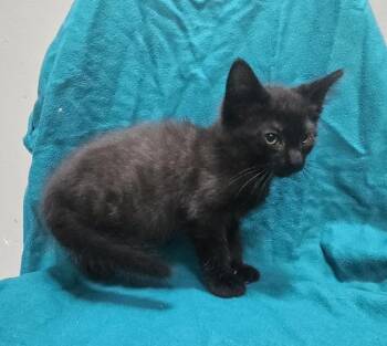 Ares -  Domestic Short Hair Cat for Adoption in Dickson, Tennessee - Ares | PetCurious