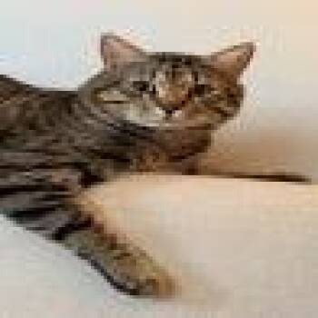 Jaspurr -  Domestic Short Hair Cat for Adoption in Pasadena, California - Jaspurr | PetCurious