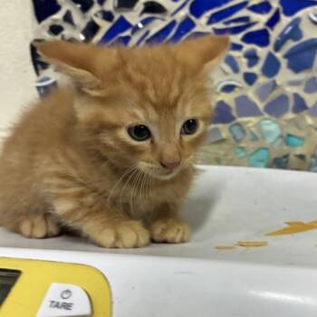 Domestic Short Hair Cats Available for Adoption in Pensacola, Florida - HELIS | PetCurious