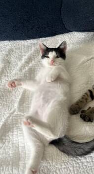 Cosmo Kramer -  Domestic Short Hair Cat for Adoption in Richmond, Virginia - Cosmo Kramer | PetCurious