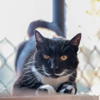 Rescue Domestic Short Hair Cats for Adoption in Goleta, California - Peppermint | PetCurious