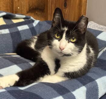 Joshua -  Domestic Short Hair Cat for Adoption in Columbus, Ohio - Joshua | PetCurious