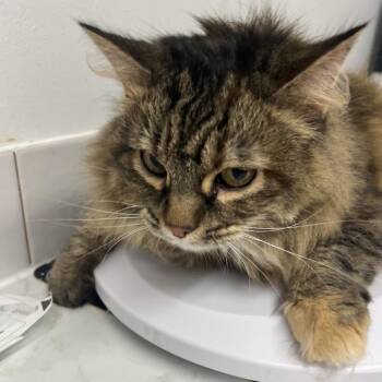 Duckie Duck -  Domestic Long Hair Cat for Adoption in St. Louis, Missouri - Duckie Duck | PetCurious