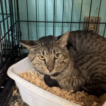 walt whiskers -  Domestic Short Hair Cat for Adoption in Gadsden, Alabama - Walt Whiskers | PetCurious
