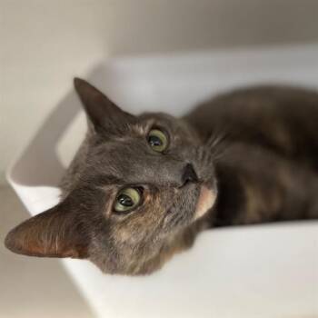 Domestic Short Hair Cats Available for Adoption in Aurora, Colorado - PUTT PUTT | PetCurious