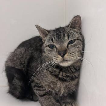 Jody -  Domestic Short Hair Cat Available for Adoption in Philadelphia, Pennsylvania - Jody | PetCurious