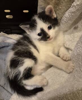 Domestic Short Hair Cats Available for Adoption in Sardinia, Ohio - LEO | PetCurious