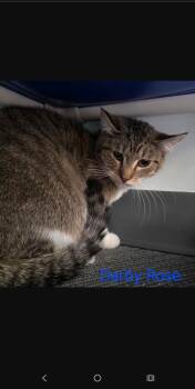 Domestic Short Hair Cats Available for Adoption - Darby Rose | PetCurious