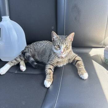 Caddy -  Domestic Short Hair Cat for Adoption in Greensboro, North Carolina - Caddy | PetCurious