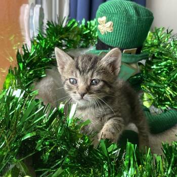Domestic Short Hair Cats Available for Adoption in Long Beach, California - Rory | PetCurious