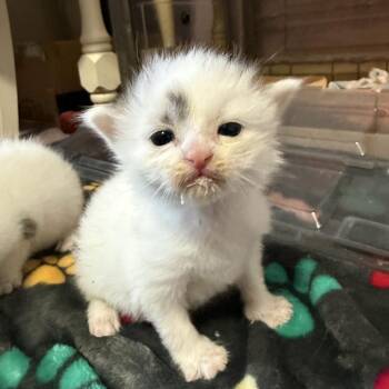 Wallaby Bowers -  Domestic Medium Hair Cat for Adoption in Woodstock, Virginia - Wallaby Bowers | PetCurious