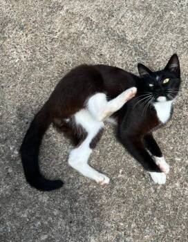 Motley -  Domestic Short Hair Cat for Adoption in Little Rock, Arkansas - Motley | PetCurious