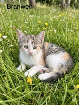 Branwen -  Domestic Short Hair Cat for Adoption in Heber City, Utah - Branwen | PetCurious