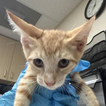 Mojo Jojo -  Domestic Short Hair Cat for Adoption in Lakeland, Florida - Mojo Jojo | PetCurious