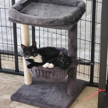 Cookie -  Domestic Short Hair Cat for Adoption in Greensburg, Pennsylvania - Cookie | PetCurious