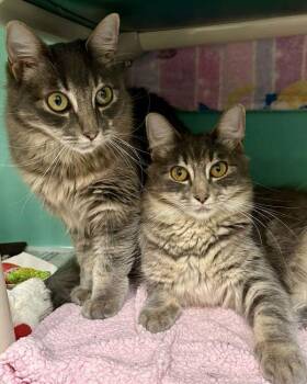 Domestic Medium Hair Cats Available for Adoption - Miami | PetCurious