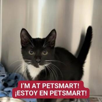 Rescue Domestic Short Hair Cats for Adoption in Carrollton, Texas - Click | PetCurious