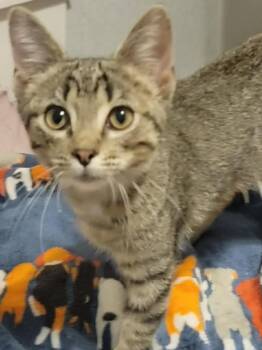 Rosie -  Domestic Short Hair Cat for Adoption in Mansfield, Texas - Rosie | PetCurious