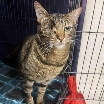 Mowgli (SH) -  American Shorthair Cat for Adoption in Schertz, Texas - Mowgli (SH) | PetCurious