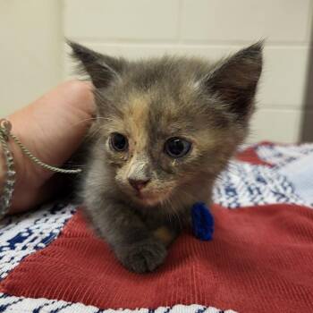 Sabrina -  Domestic Short Hair Cat for Adoption in Lake Panasoffkee, Florida - Sabrina | PetCurious