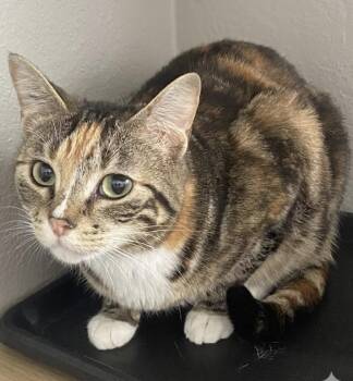 Patsy -  Calico and Tabby Cat for Adoption in Claresholm, Alberta - Patsy | PetCurious